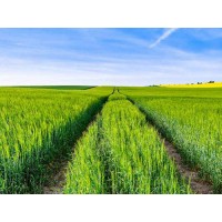 安徽小麦代耕种-王冉农业公司农作物代栽培代栽培