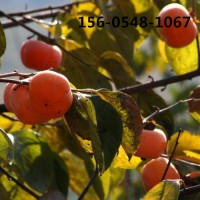 18-20公分柿子树 生长速度快15-18公分柿子树规格全