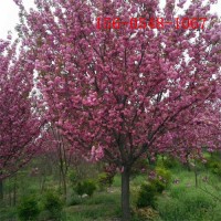 樱花树种植 9公分10公分阳光樱批发12公分阳光樱花