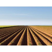 新疆玉米代施肥-陕西王冉农业公司农田代耕种代管代种