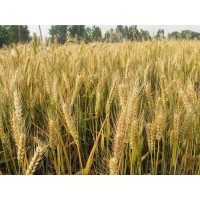 新疆大麦代收耕种~陕西王冉农业公司农田代耕种大麦种植