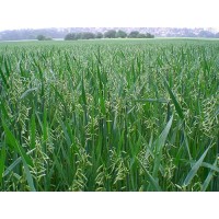 陕西燕麦代种植~王冉农业农作物代种植燕麦种植