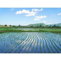 北京大豆代收耕种|陕西王冉农业公司种植物代栽培代插秧